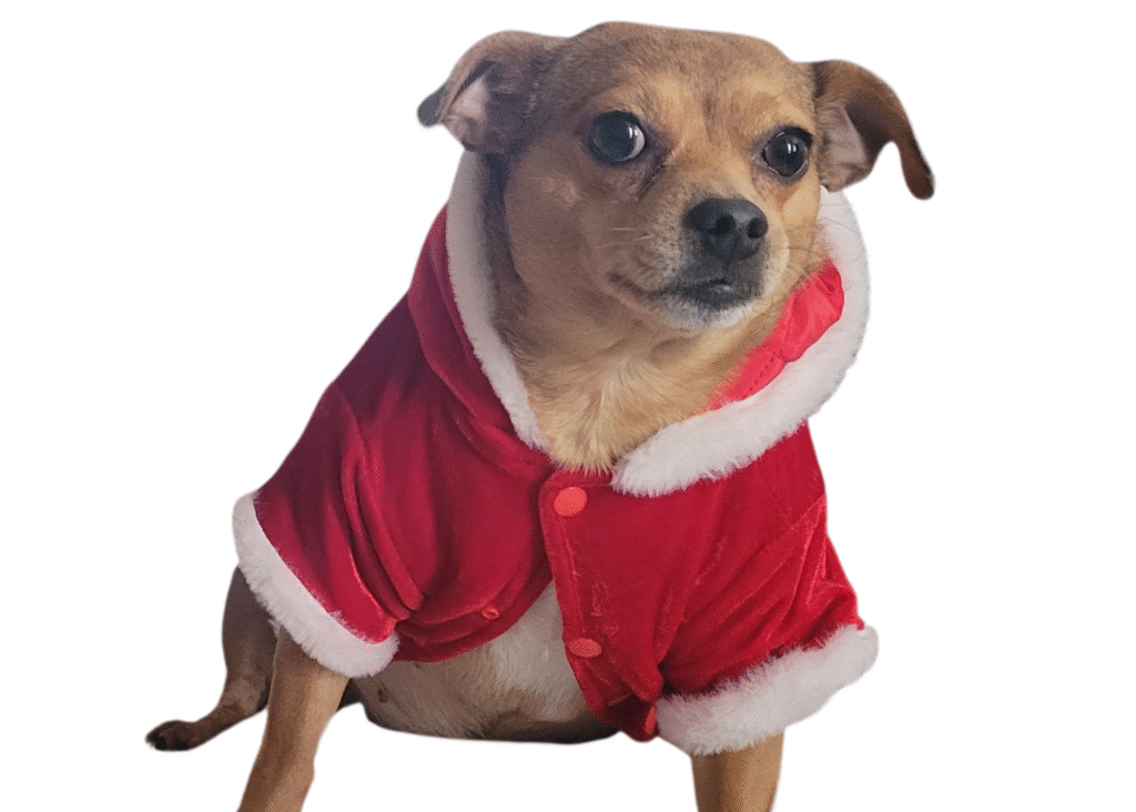 Christmas Chihuahua